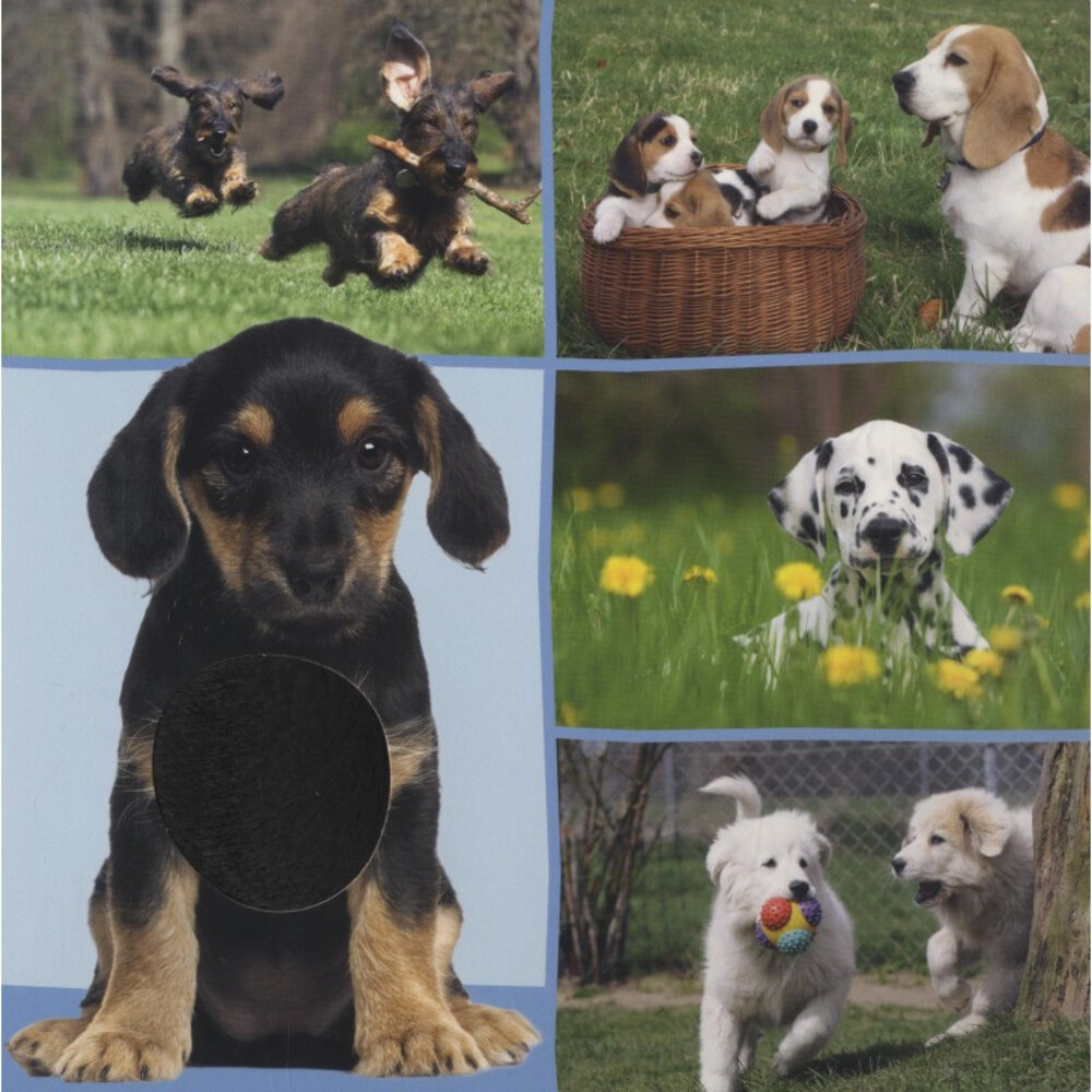 Welk dier hoor ik hier? Lievelings dieren Welk dier hoor ik hier? Lievelings dieren