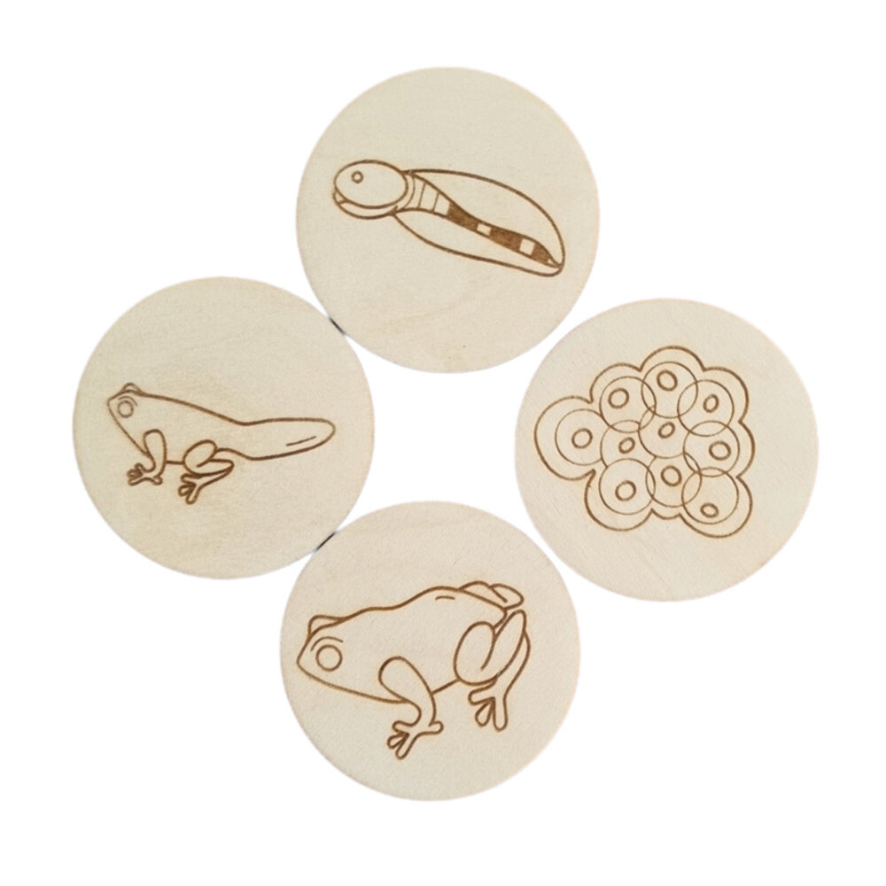 Kiddi levenscyclus| Kikker Kiddi levenscyclus| Kikker