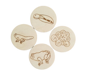 Kiddi levenscyclus| Kikker Kiddi levenscyclus| Kikker