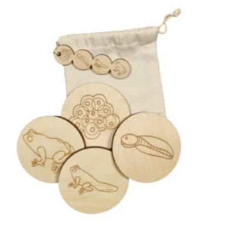 Kiddi levenscyclus| Kikker Kiddi levenscyclus| Kikker