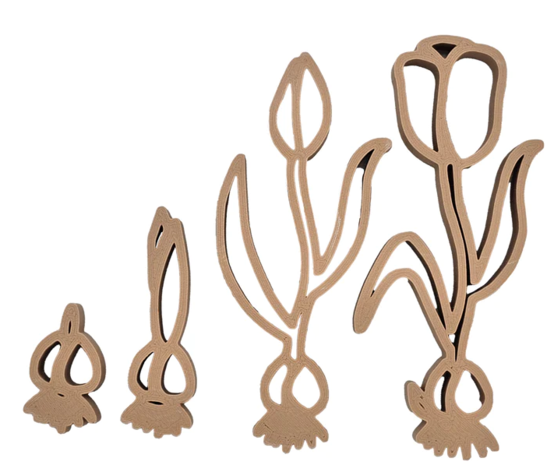 Grennn Uitstekers Cyclus Tulp Grennn Uitstekers Cyclus Tulp