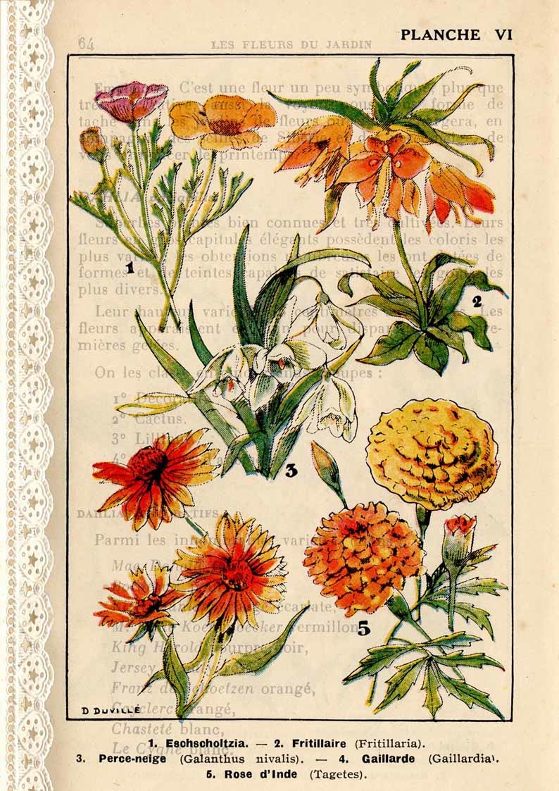 Decoupage Queen French Botanicals I A4