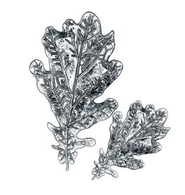 Sizzix Sizzix • 3D impresslits embossing folder Oak leaf