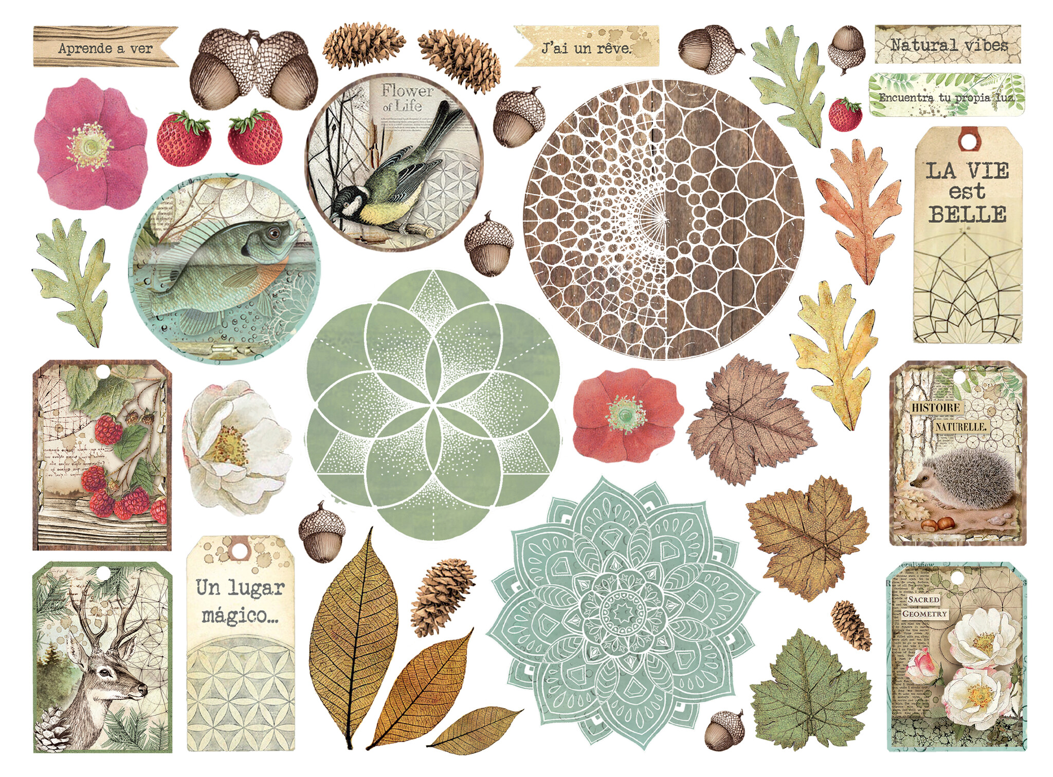 Stamperia Die cuts assorted - Forest