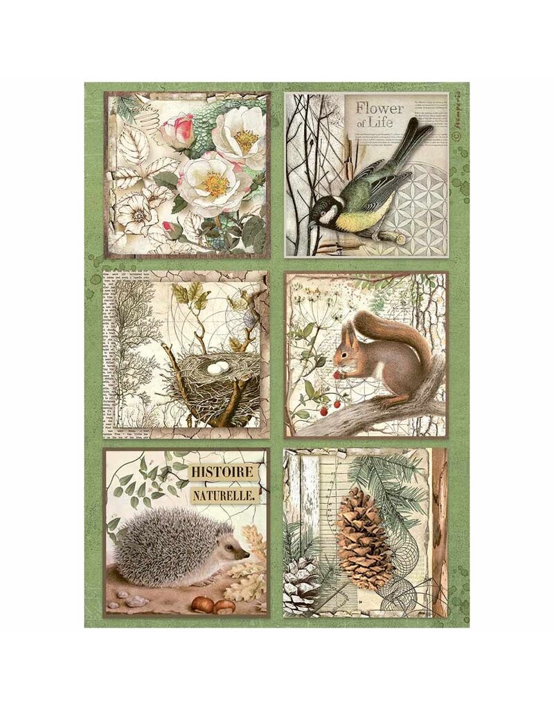 Stamperia A4 Rice paper packed - Forest 6 cards