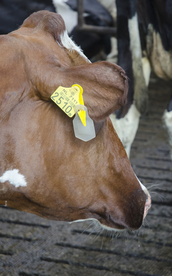 Boviclip / Auriplak vliegenoormerk 10 stuks