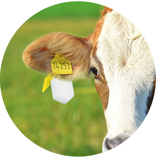 Boviclip / Auriplak vliegenoormerk 10 stuks