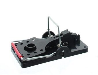 Muizenval Snapper Rat