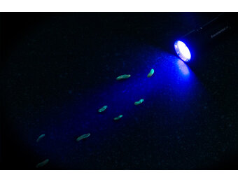 Zaklantaarn 5- led UV blacklight