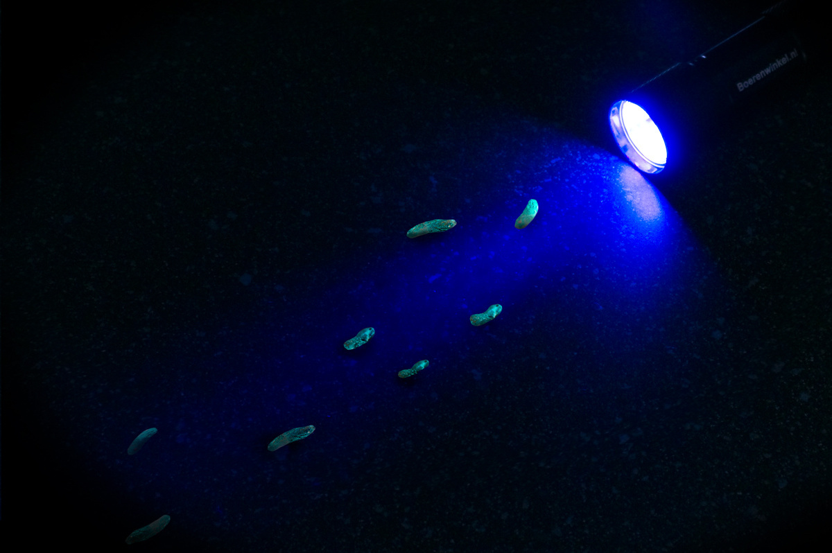 Zaklantaarn 5- led UV blacklight