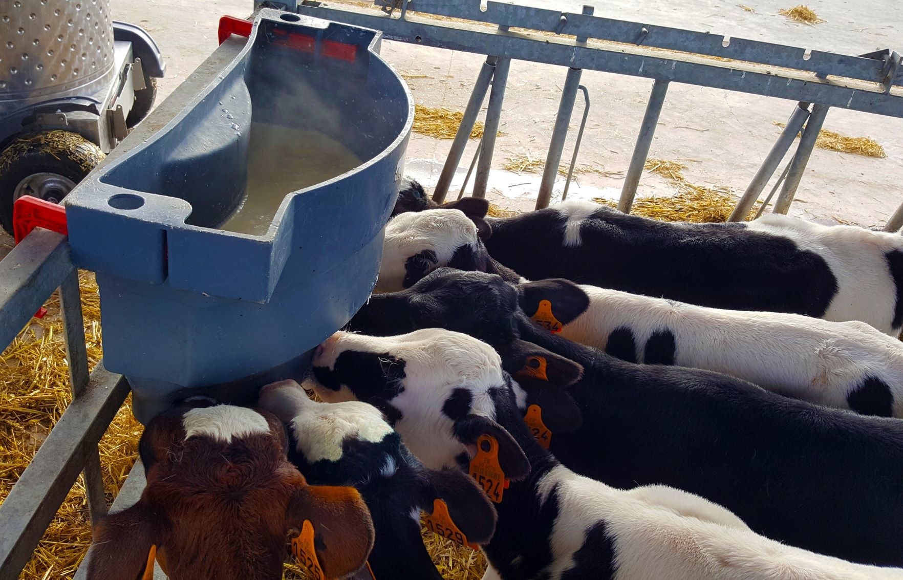 Milk Bar kalverdrinkbak 6-speens