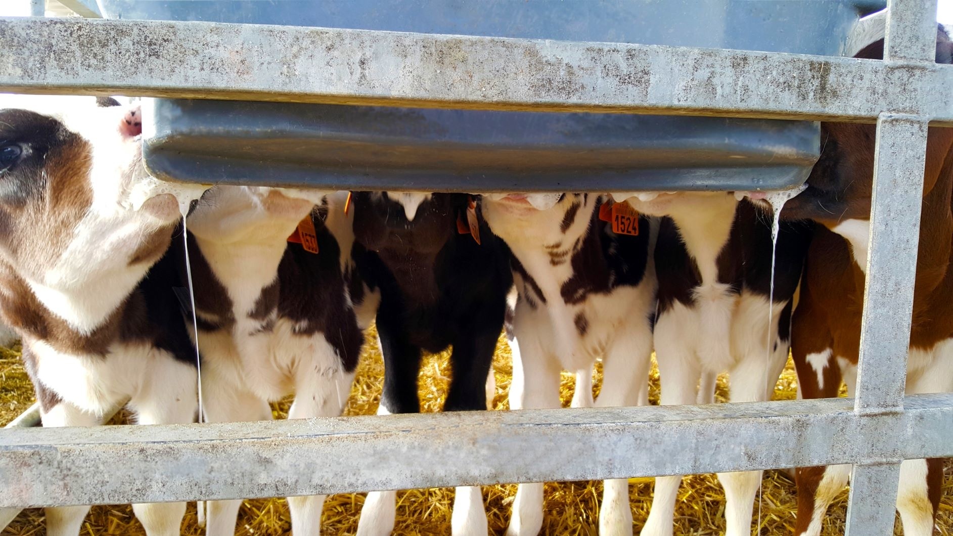 Milk Bar kalverdrinkbak 6-speens