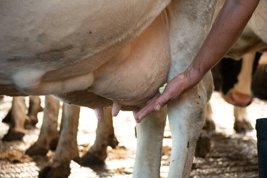 Goldmint uiergel 1000 ml