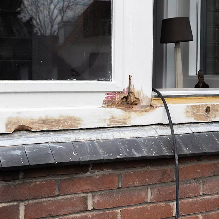 EazyFix Houtrot Frees