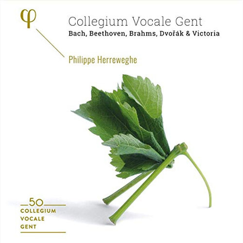 Phi Collegium Vocale Gent: 50Th Anniversary