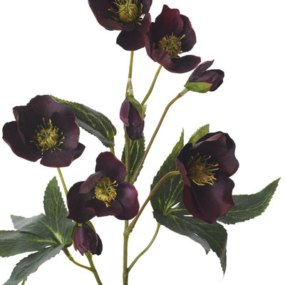 Hellebores Spray