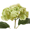 Neptune Hydrangea Stem Green