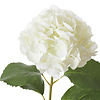 Neptune Hydrangea Stem White