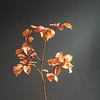 Beech Spray Burnt Orange Neptune Beech Spray Burnt Orange