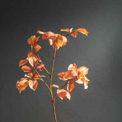 Beech Spray Burnt Orange