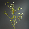 Mistletoe Twig Neptune Mistletoe Twig
