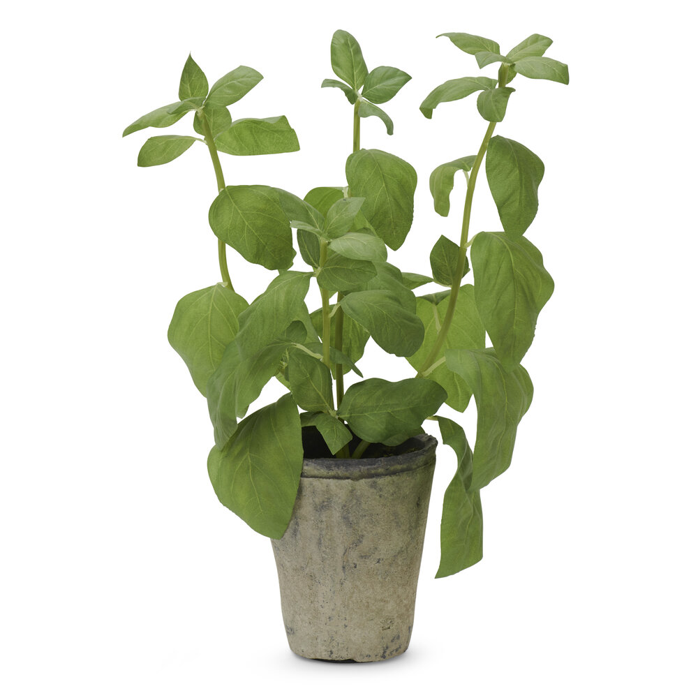 Neptune Basil Plant Textured
