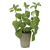 Basil Plant Textured Neptune Basil Plant Textured
