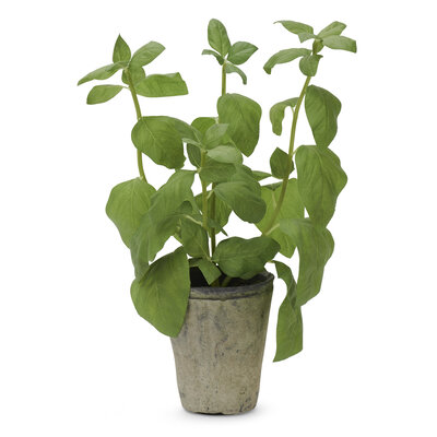 Basil Plant Textured