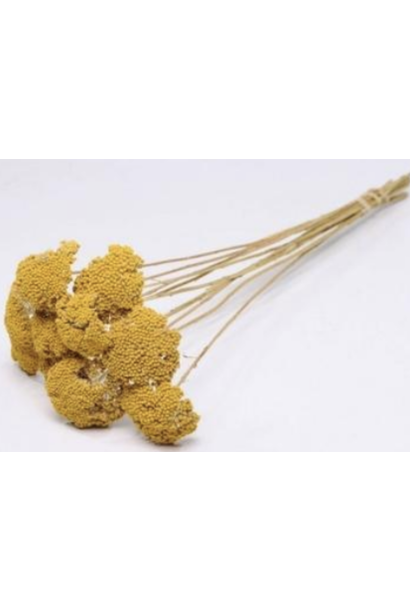 Flowerbar - Achillea Yellow Small