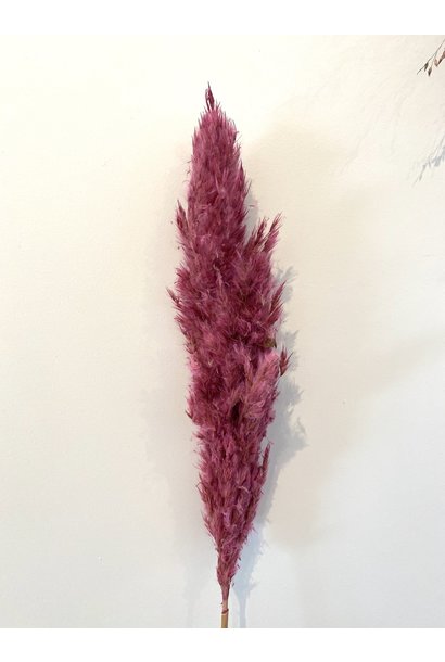 Mini Pampas Feather Pink
