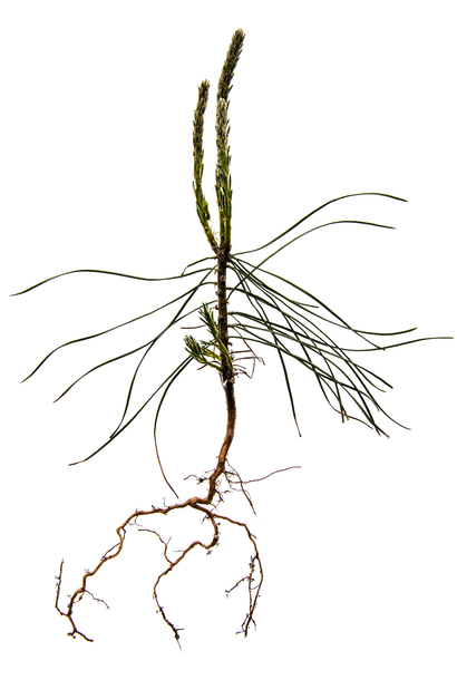 Kaartje New Born (2)