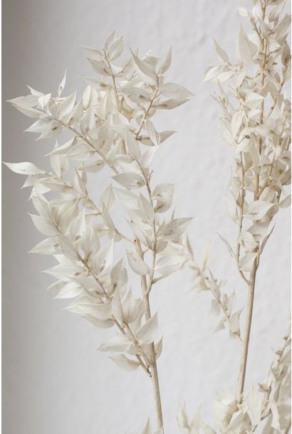 Flowerbar - Ruscus White