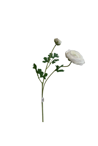 Zijdenbloem Ranonkel Wit