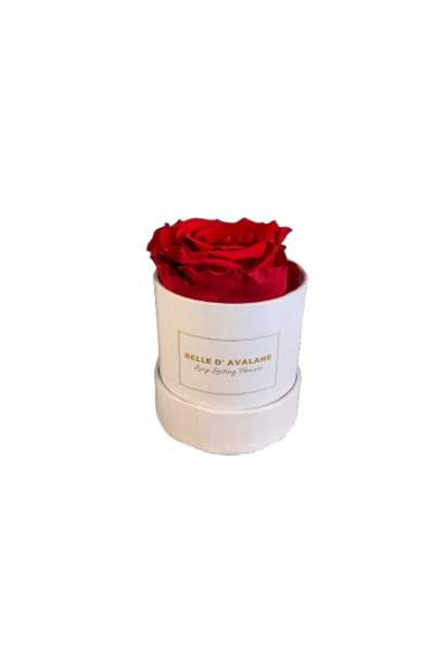 Long Lasting Flowers Rood