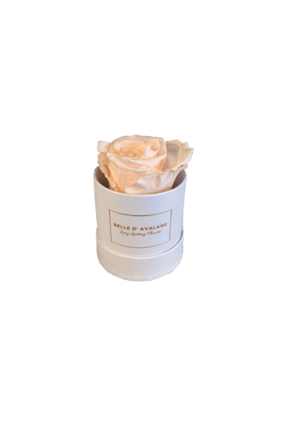 Long Lasting Flowers Perzik