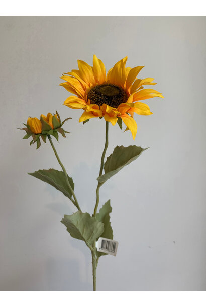 Zijdenbloem Zonnebloem