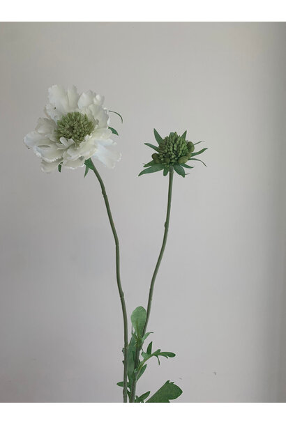 Zijdenbloem Scabiosa Wit