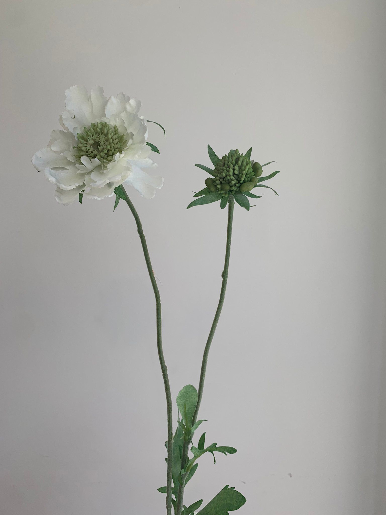Zijdenbloem Scabiosa Wit - Atelier Olala-1