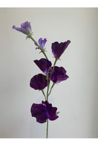Silk Flower Showy Pea Purple