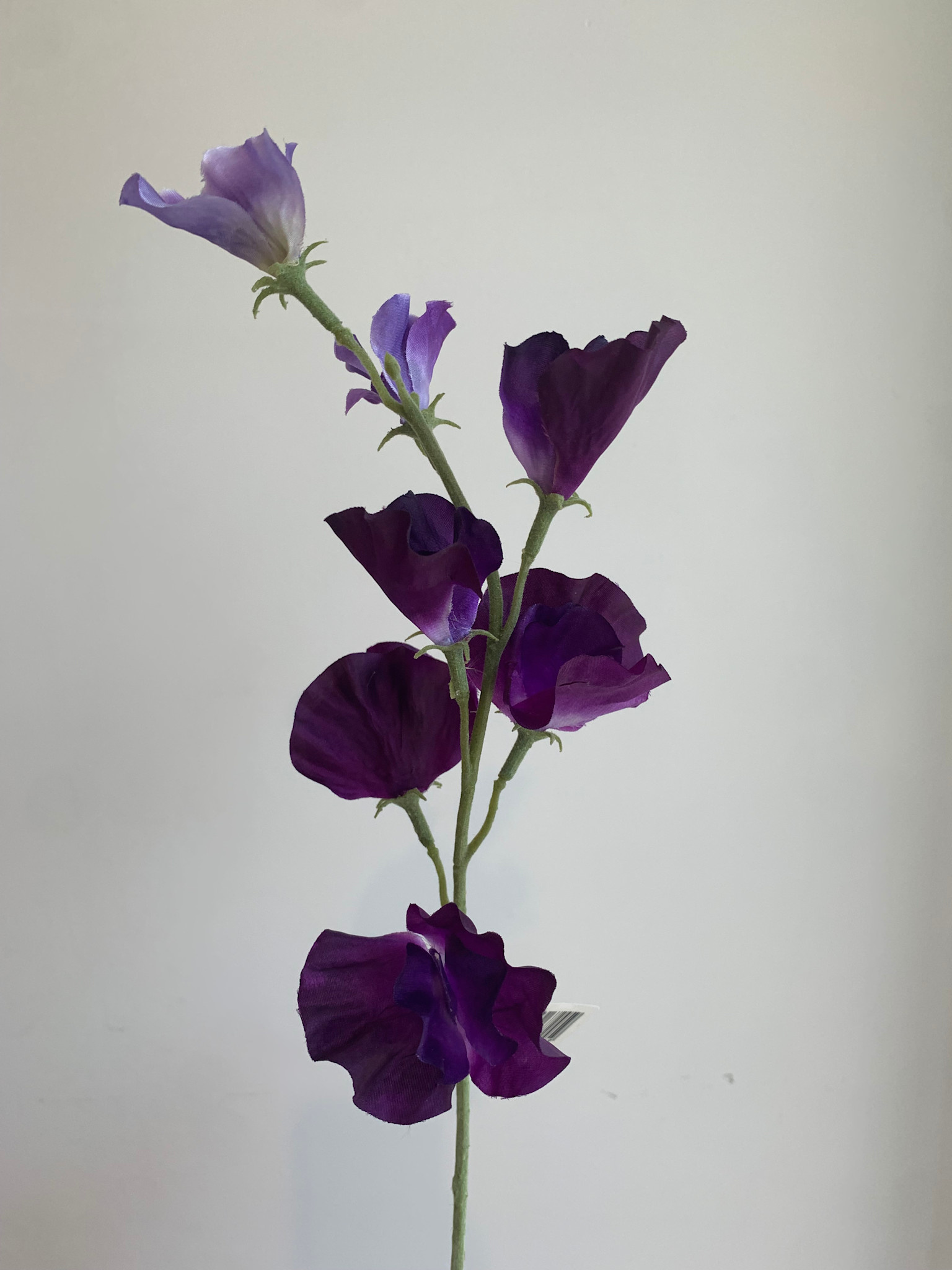 Zijdenbloem Pronkerwt Paars - Atelier Olala-1