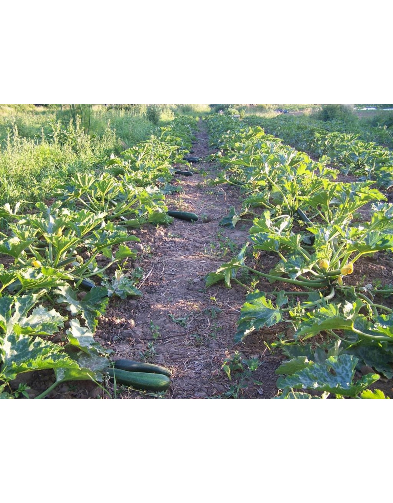 Courgette Glansmajor