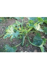 Courgette Glansmajor