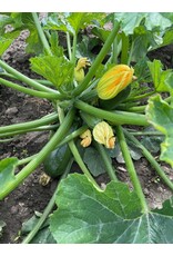 Courgette Dikkertje Dap