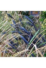 Utregse Blauwe