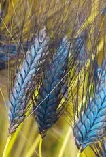 Groenbemestersmix granen