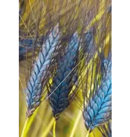 Groenbemestersmix granen