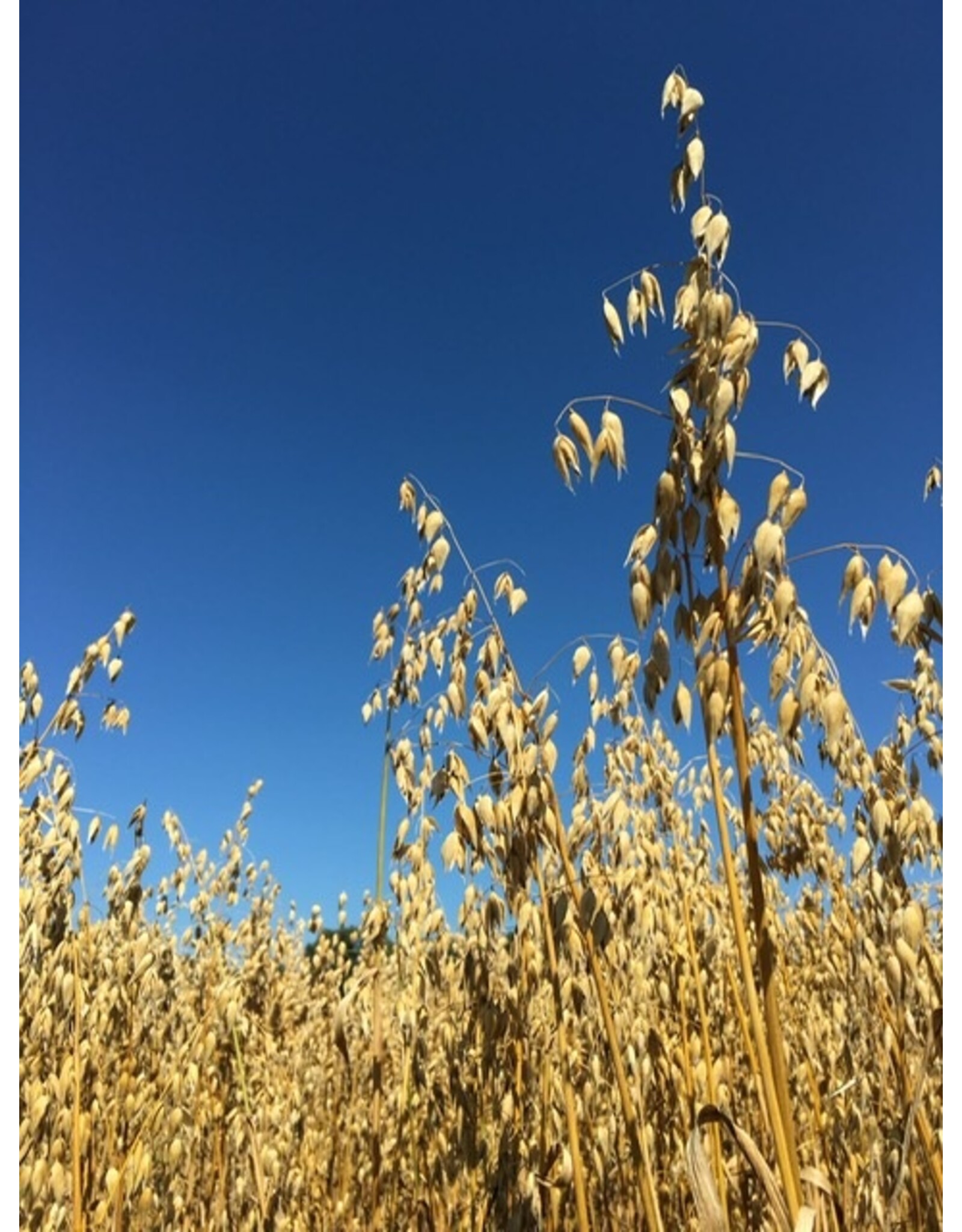 Groenbemestersmix granen