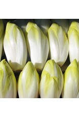 Hollands Middelvroeg