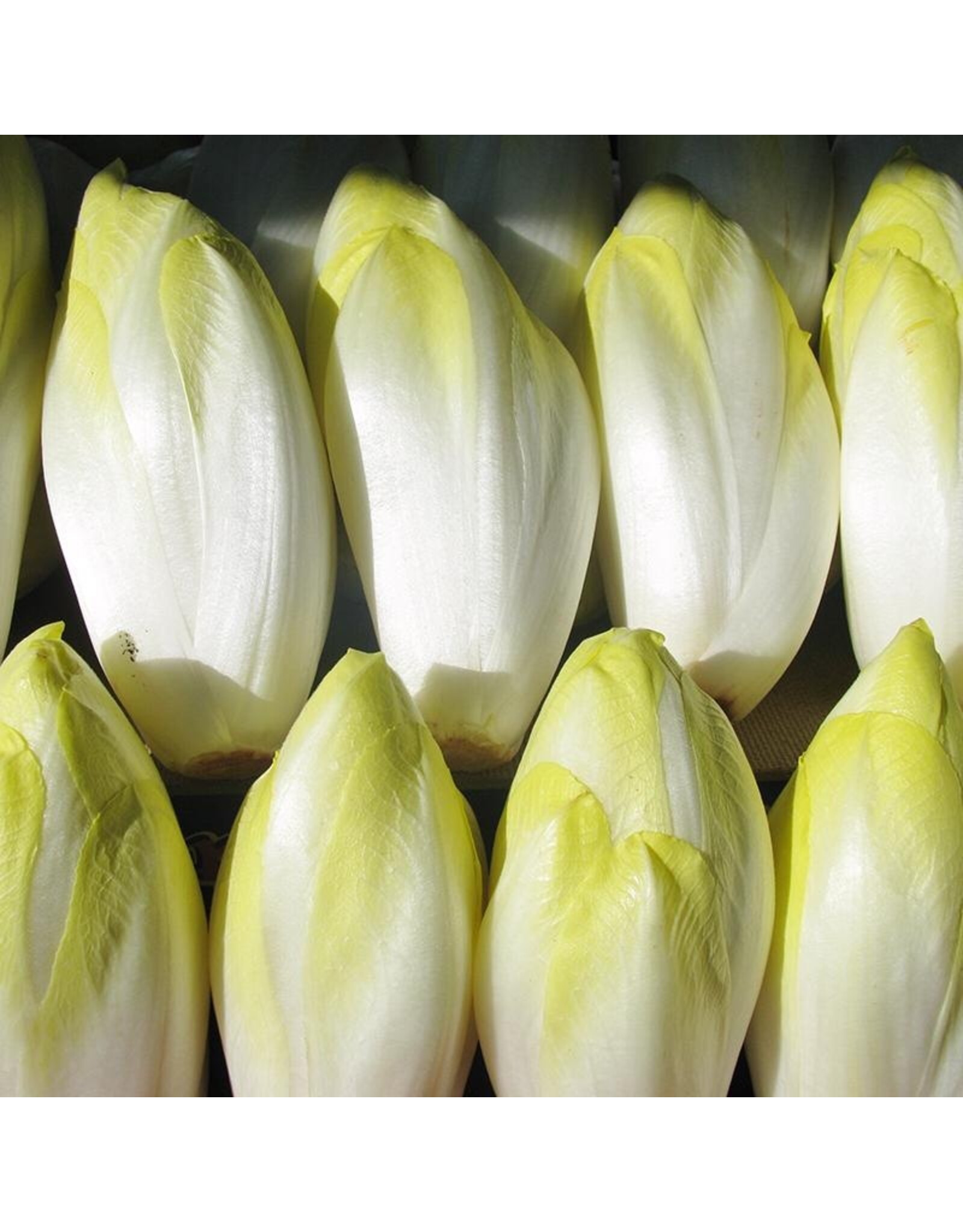 Hollands Middelvroeg