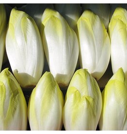 Hollands Middelvroeg